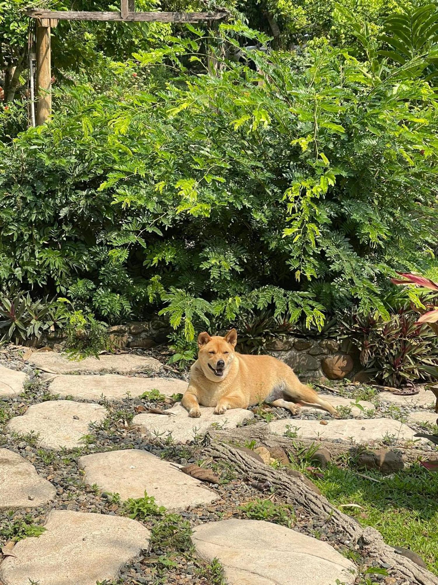 At Home Chiang Dao, Pooch Lovers Ban Tham  Exterior foto